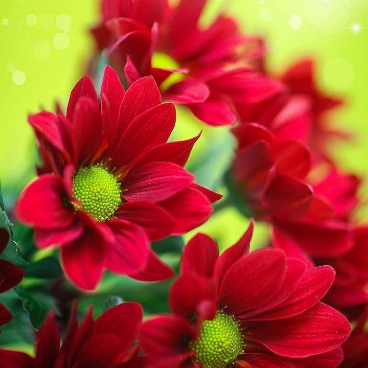 چادر سیاه چادر سیاه تو رو به جان مشتیا بذار حلقه ی بگیرمو بیام نشانت بکنم